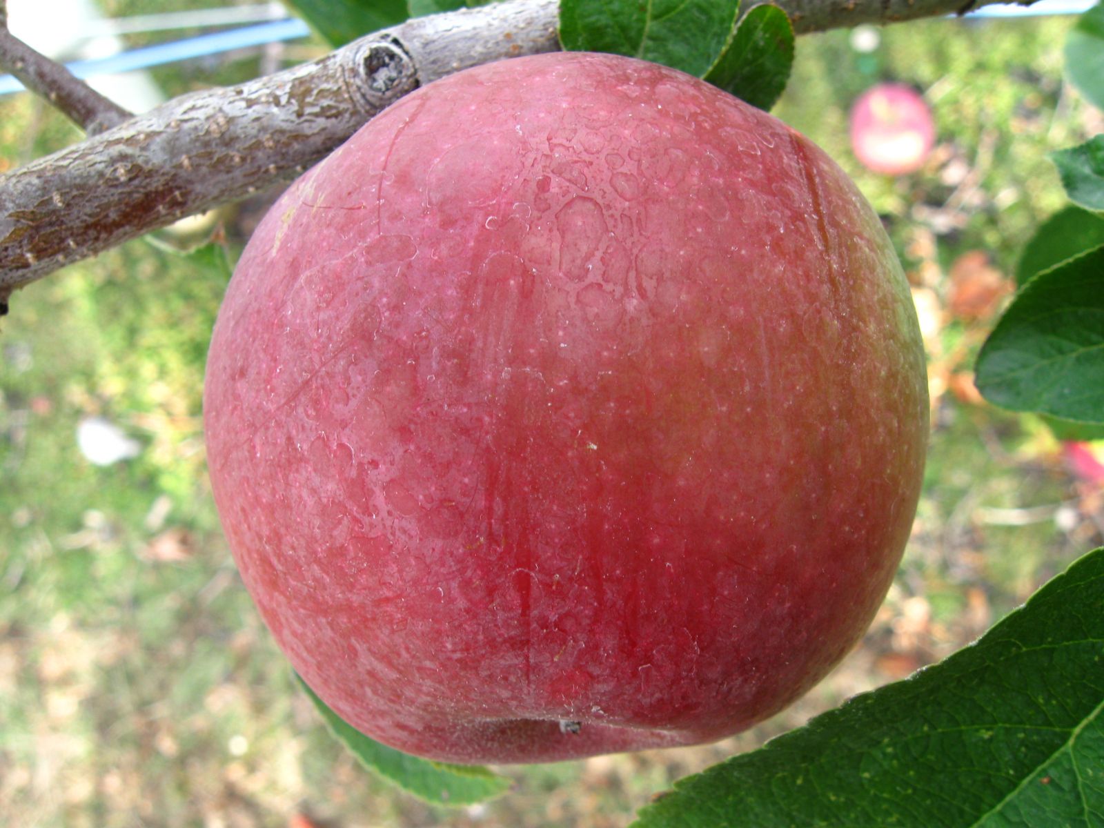 Apple Varieties BC Tree Fruit Production Guide